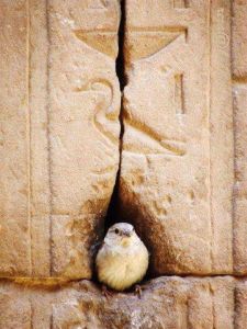 پرنده